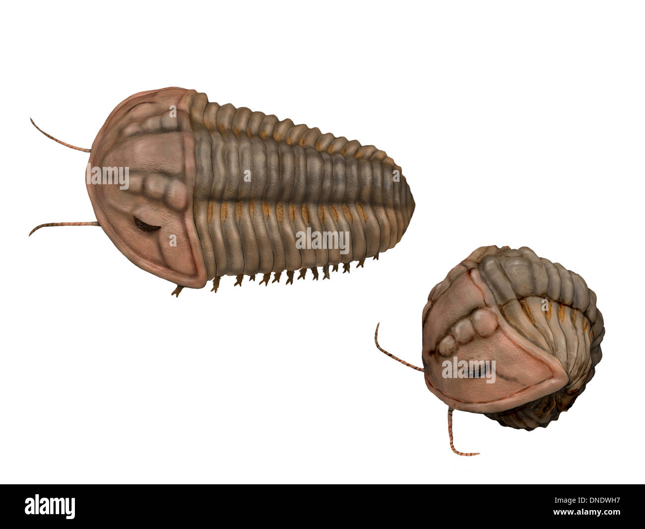 Trilobite Calymene blumenbachii, un de la période silurienne de l'Angleterre. Banque D'Images