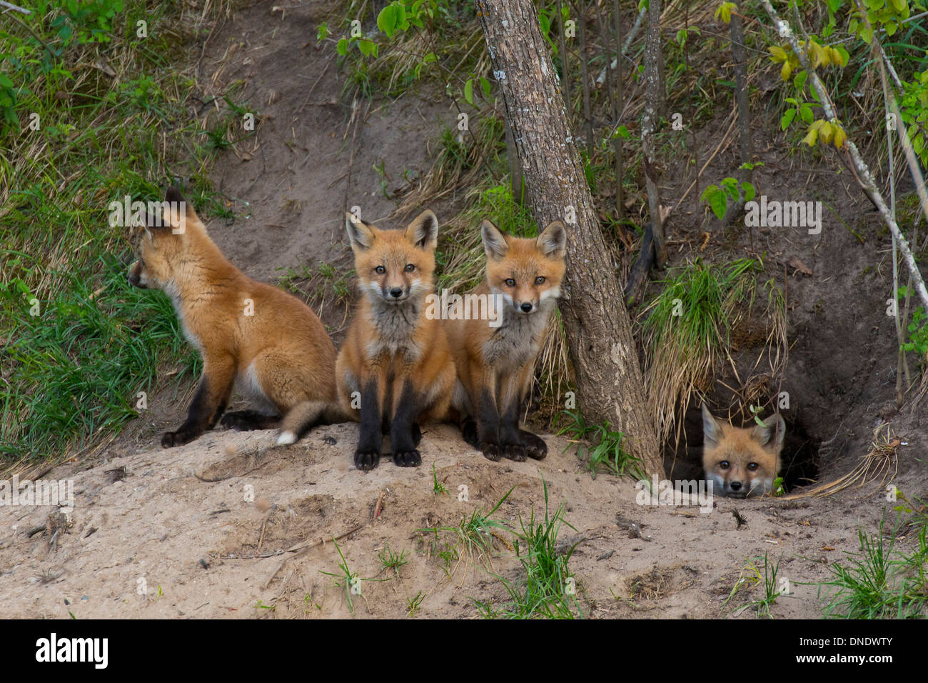 Les jeunes à leur Red Fox den Banque D'Images