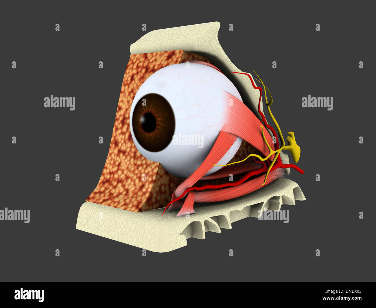 Image conceptuelle des droits de l'anatomie oculaire. Banque D'Images