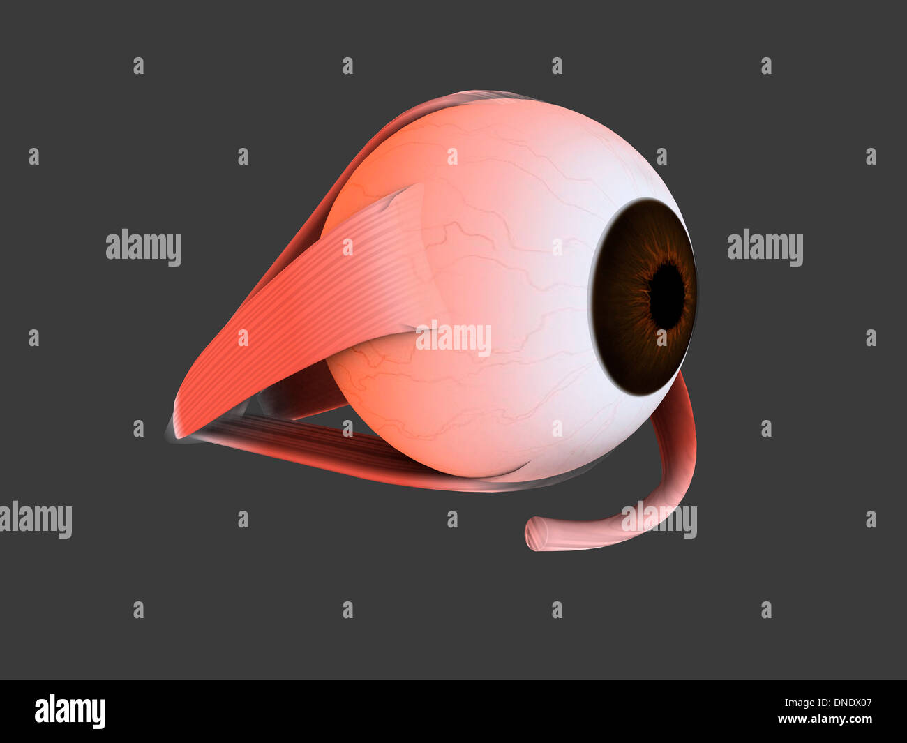 Image conceptuelle des droits de l'anatomie oculaire. Banque D'Images