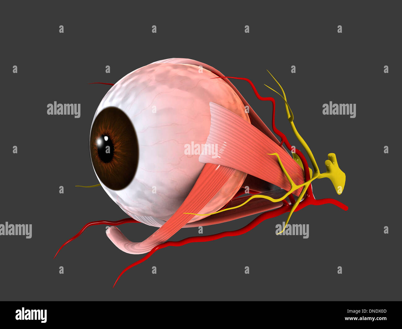 Image conceptuelle des droits de l'anatomie oculaire. Banque D'Images
