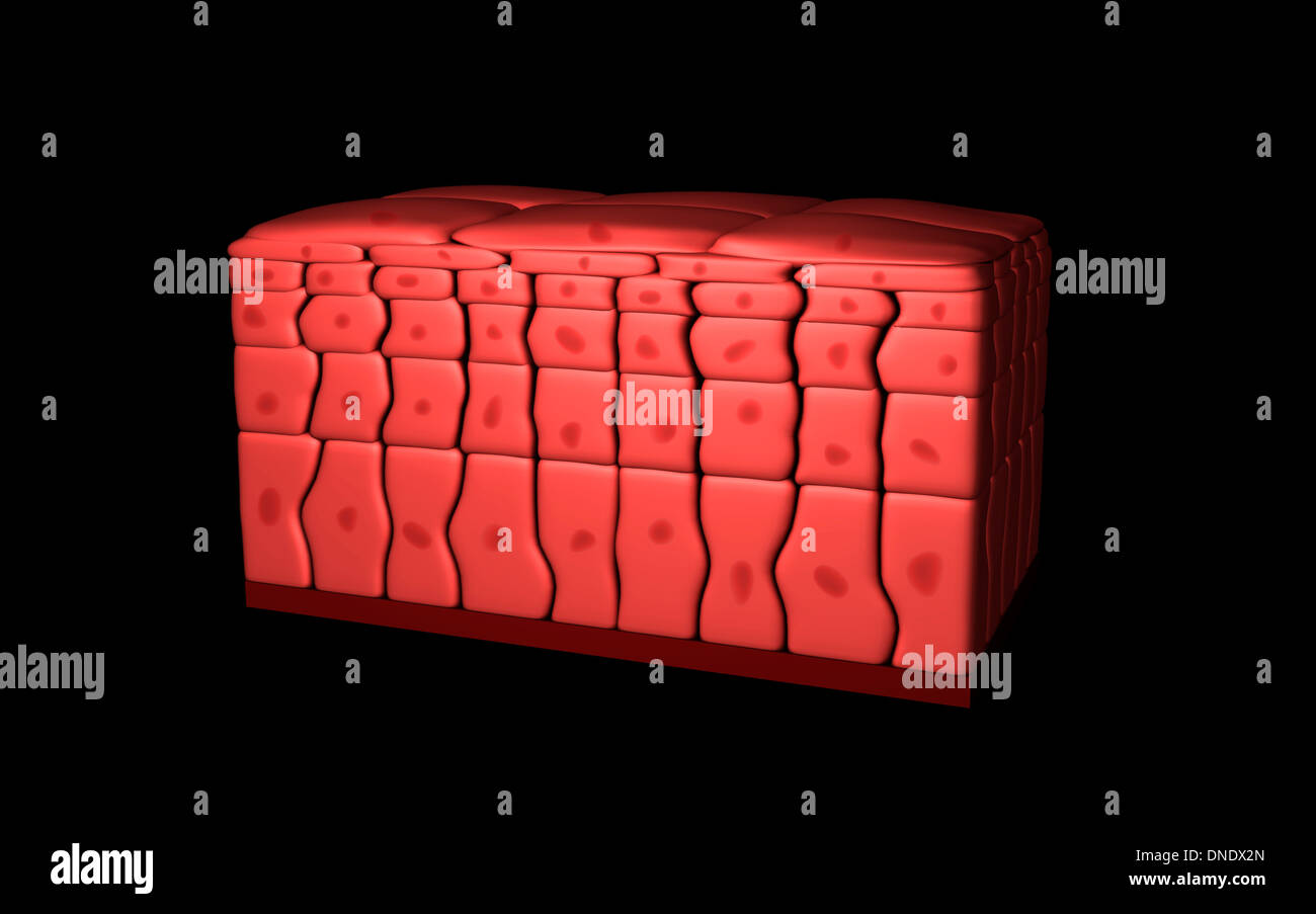 Image conceptuelle d'épithélium pavimenteux stratifié. Banque D'Images
