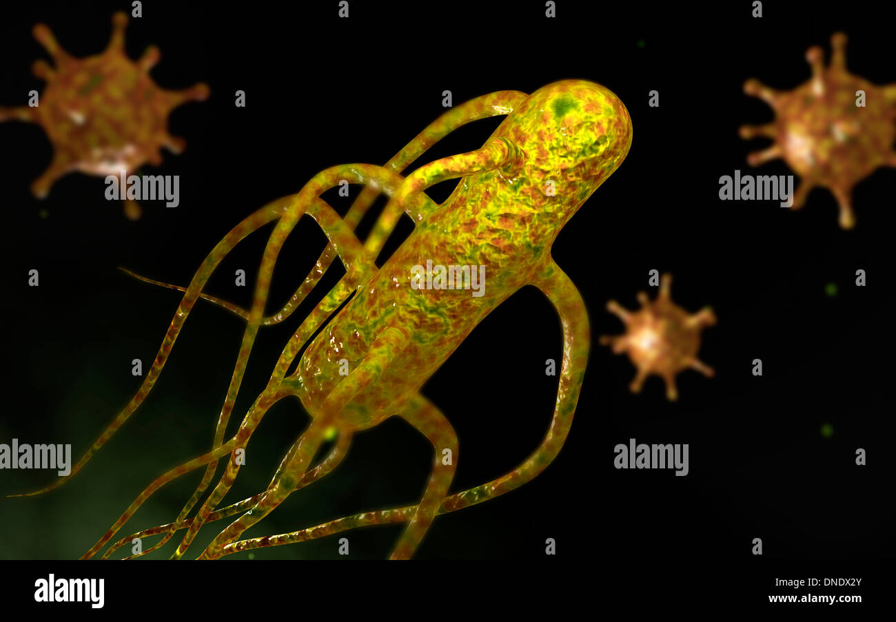 Image conceptuelle de salmonella typhi causant la typhoïde. Banque D'Images Image conceptuelle de salmonella typhi causant la typhoïde. Banque D'Images
