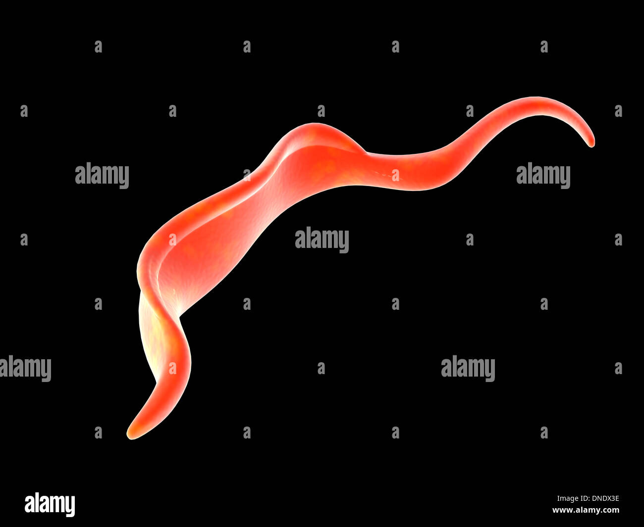 Image conceptuelle de Trypanosoma. Banque D'Images