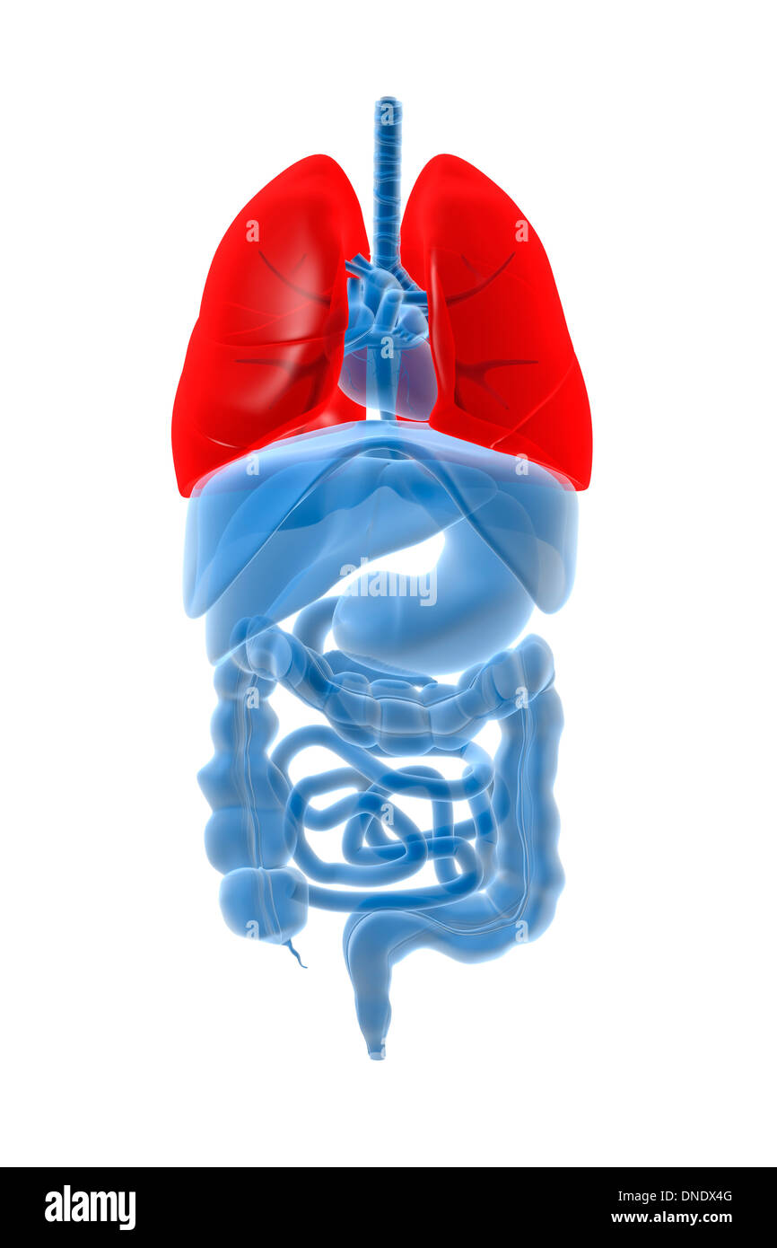X-ray image des organes internes avec des poumons en surbrillance rouge. Banque D'Images