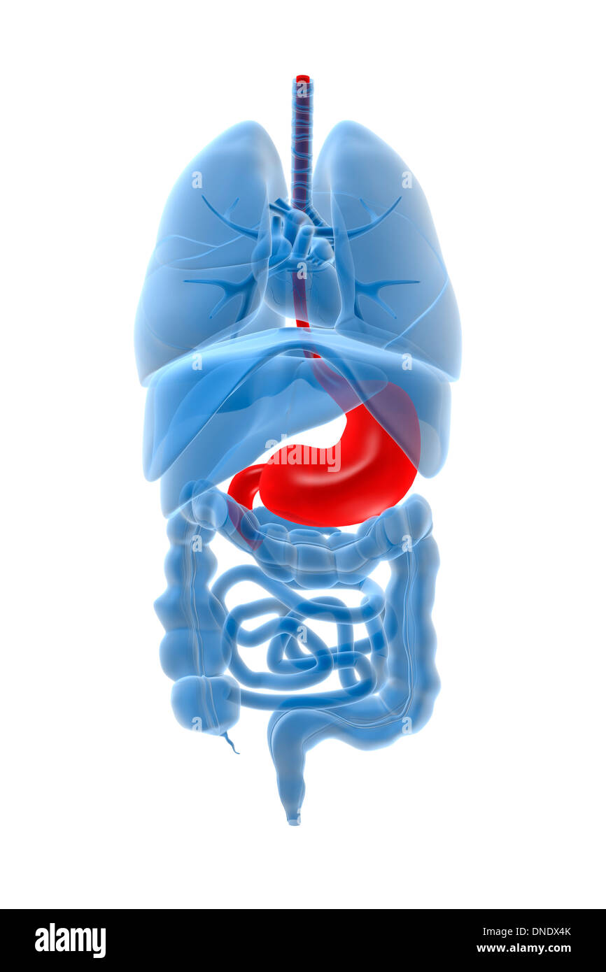 X-ray image des organes internes avec l'estomac en surbrillance rouge. Banque D'Images