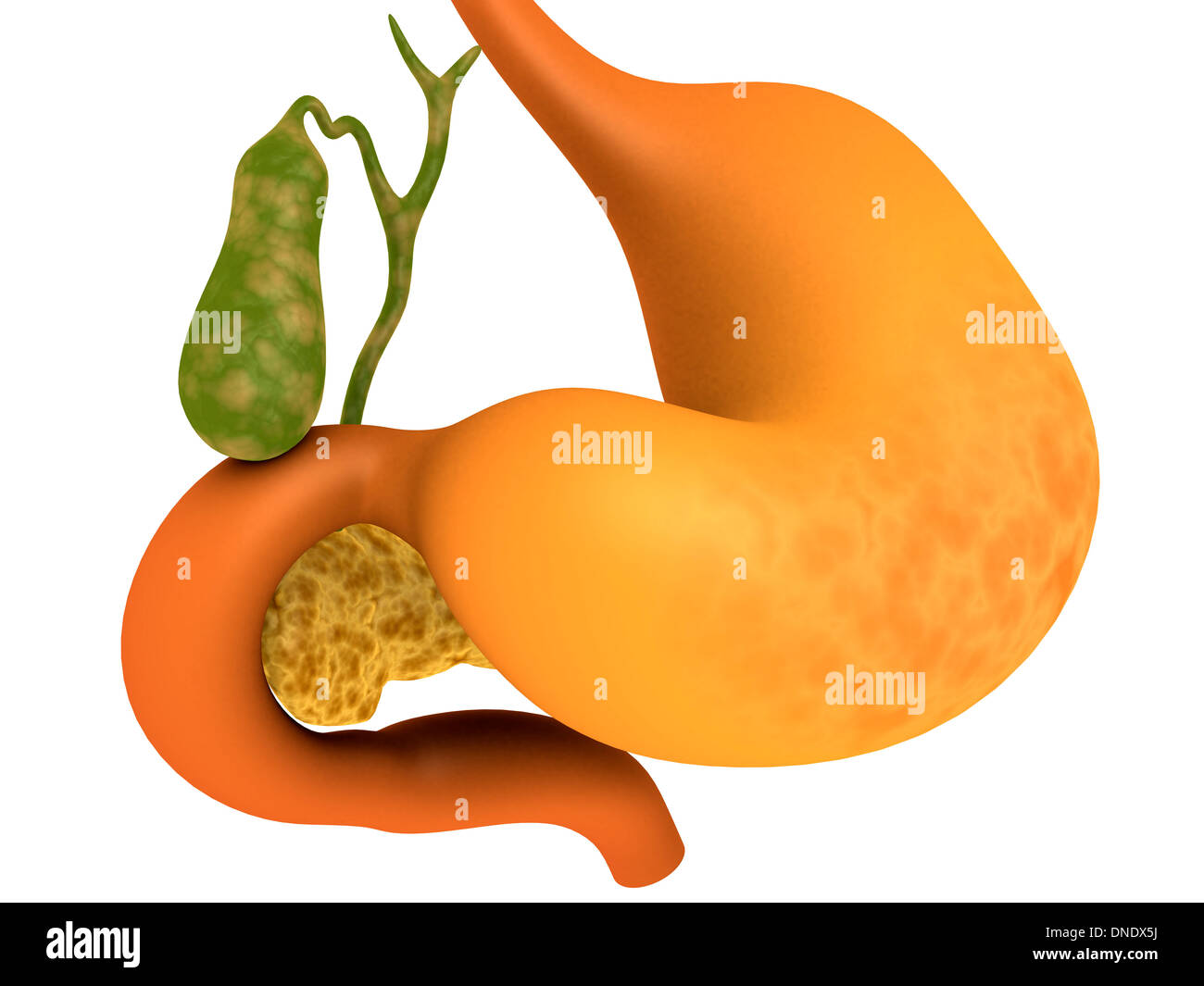 Vésicule biliaire avec l'estomac. Banque D'Images