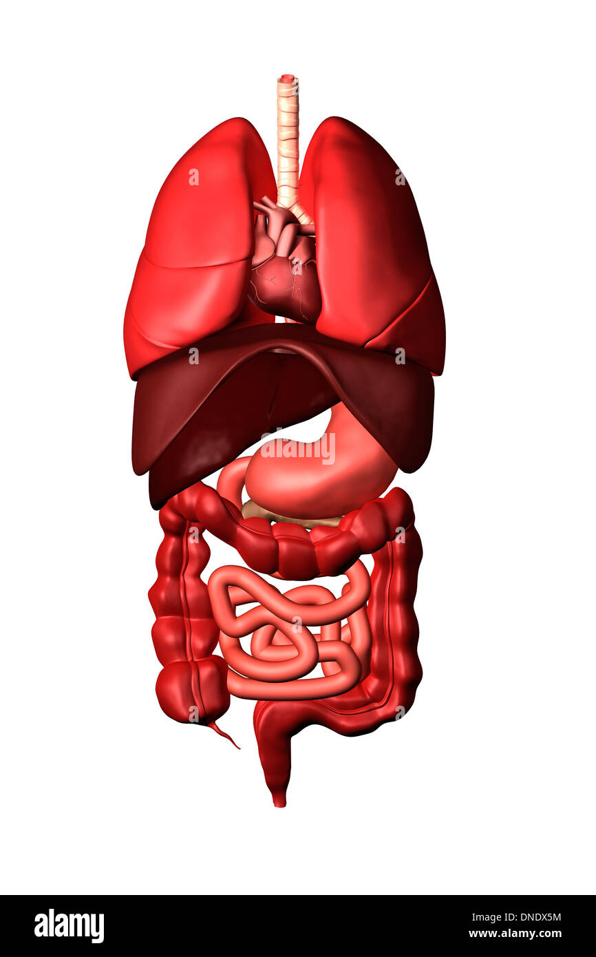 Image conceptuelle des organes internes de l'appareil respiratoire et digestif. Banque D'Images
