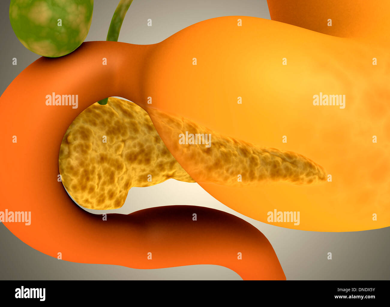 Des droits de l'image conceptuelle du pancréas et l'estomac. Banque D'Images