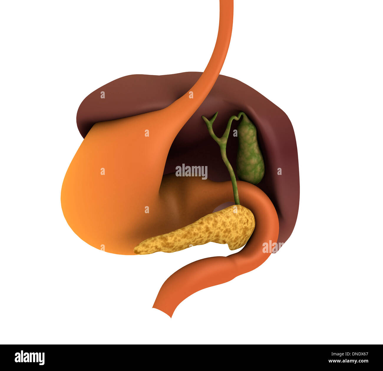 Image conceptuelle du système digestif humain montrant vésicule biliaire, pancréas, l'estomac et le foie. Banque D'Images