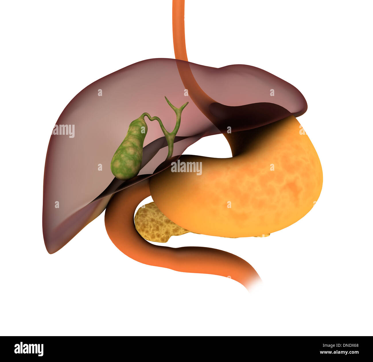 Image conceptuelle du système digestif humain montrant vésicule biliaire, pancréas, l'estomac et le foie. Banque D'Images