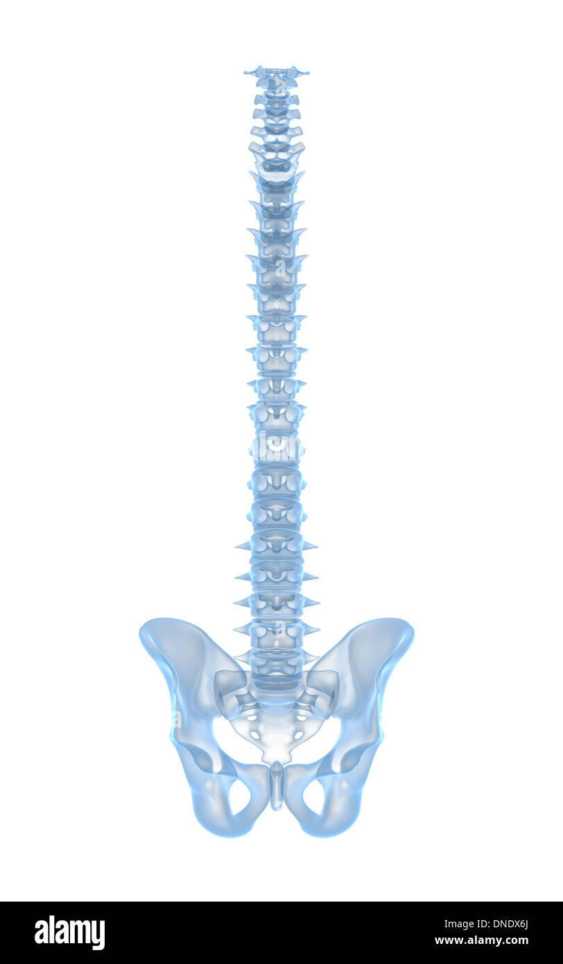 Image conceptuelle des droits de l'épine dorsale. Banque D'Images