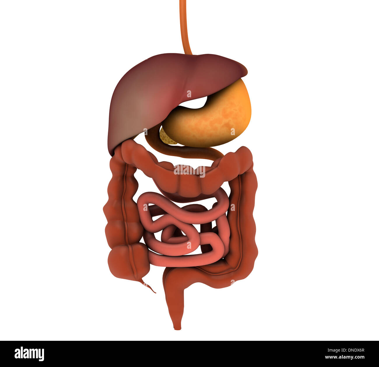 Image conceptuelle des droits de l'appareil digestif. Banque D'Images