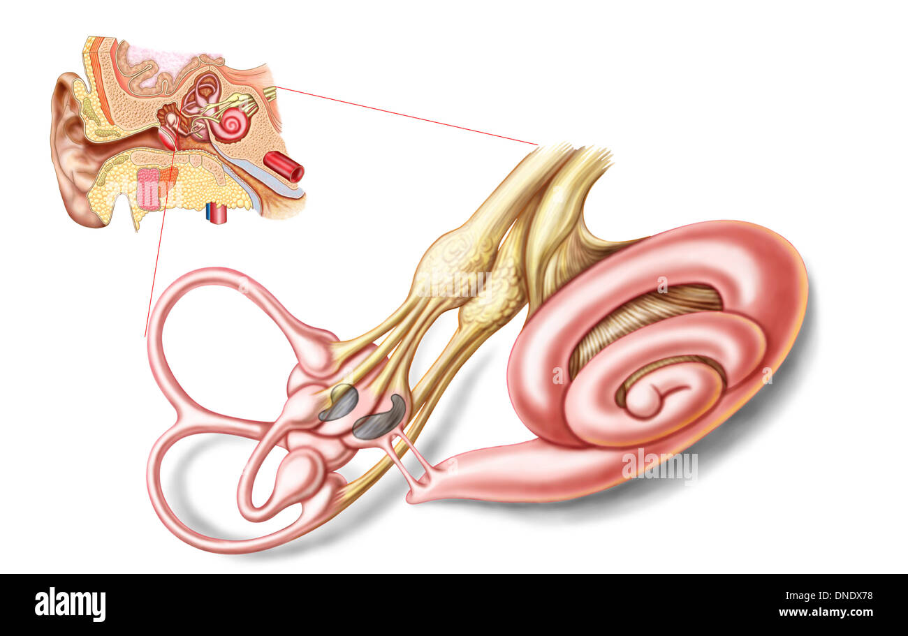 Anatomie de l'oreille humaine, labyrinthe membraneux. Banque D'Images