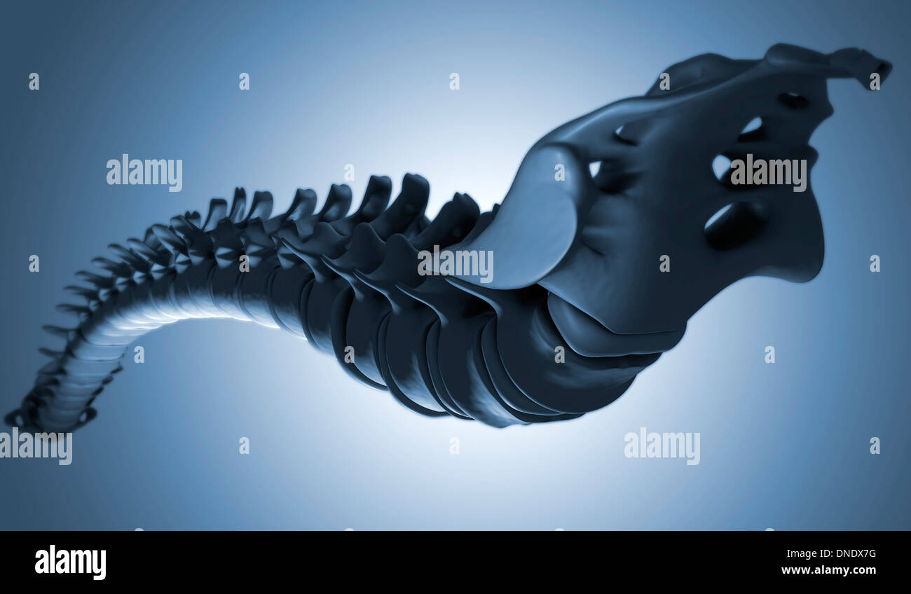 Image conceptuelle des droits de l'épine dorsale. Banque D'Images
