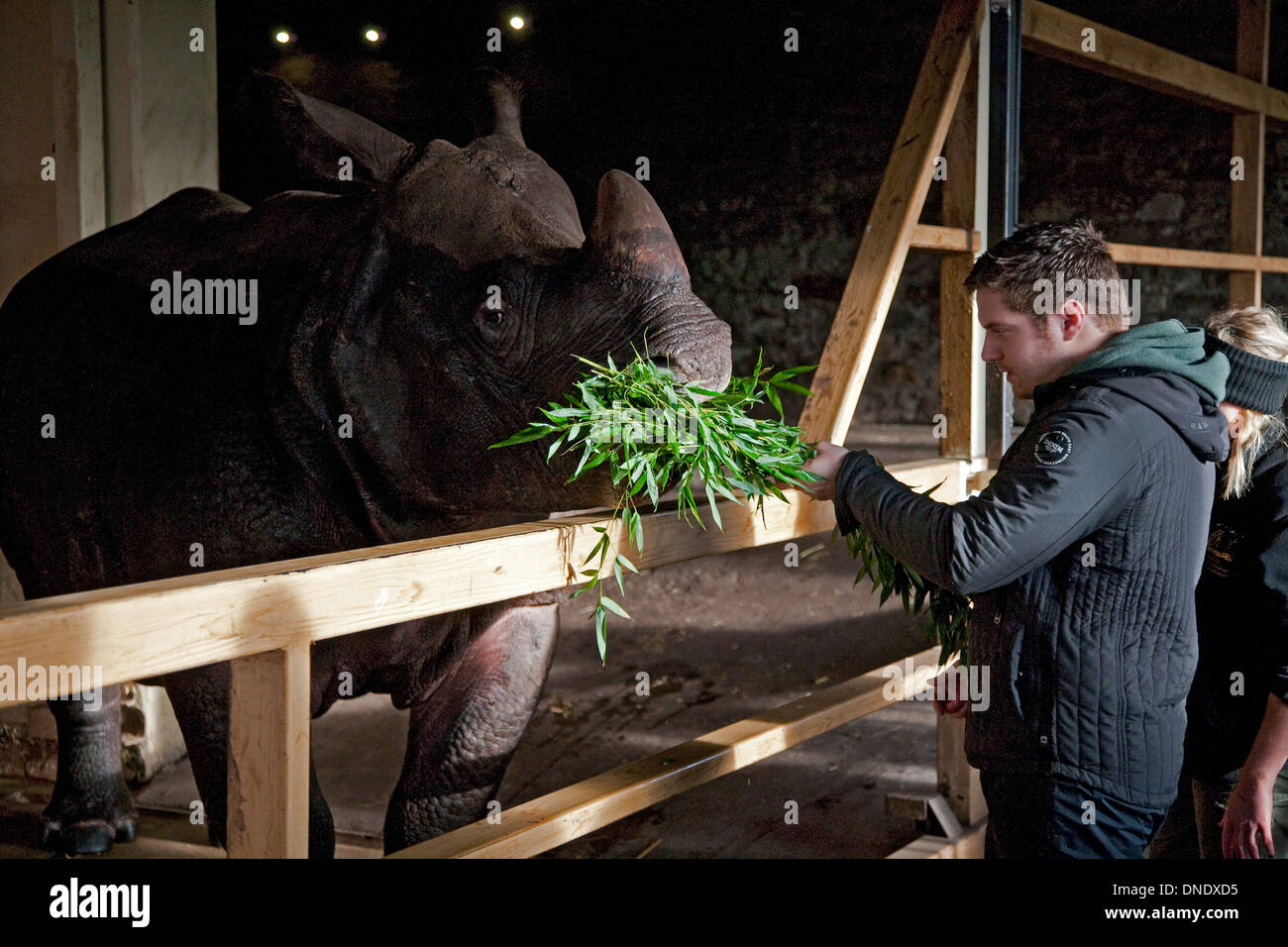 Les gardiens de zoo nourrir à un rhinocéros indien bumcrew Banque D'Images