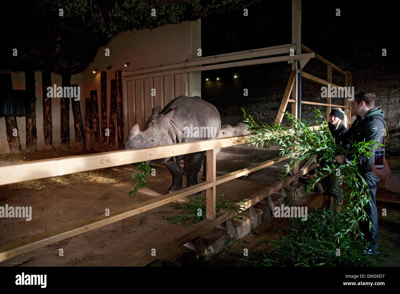 Les gardiens de zoo nourrir à un rhinocéros indien bumcrew Banque D'Images