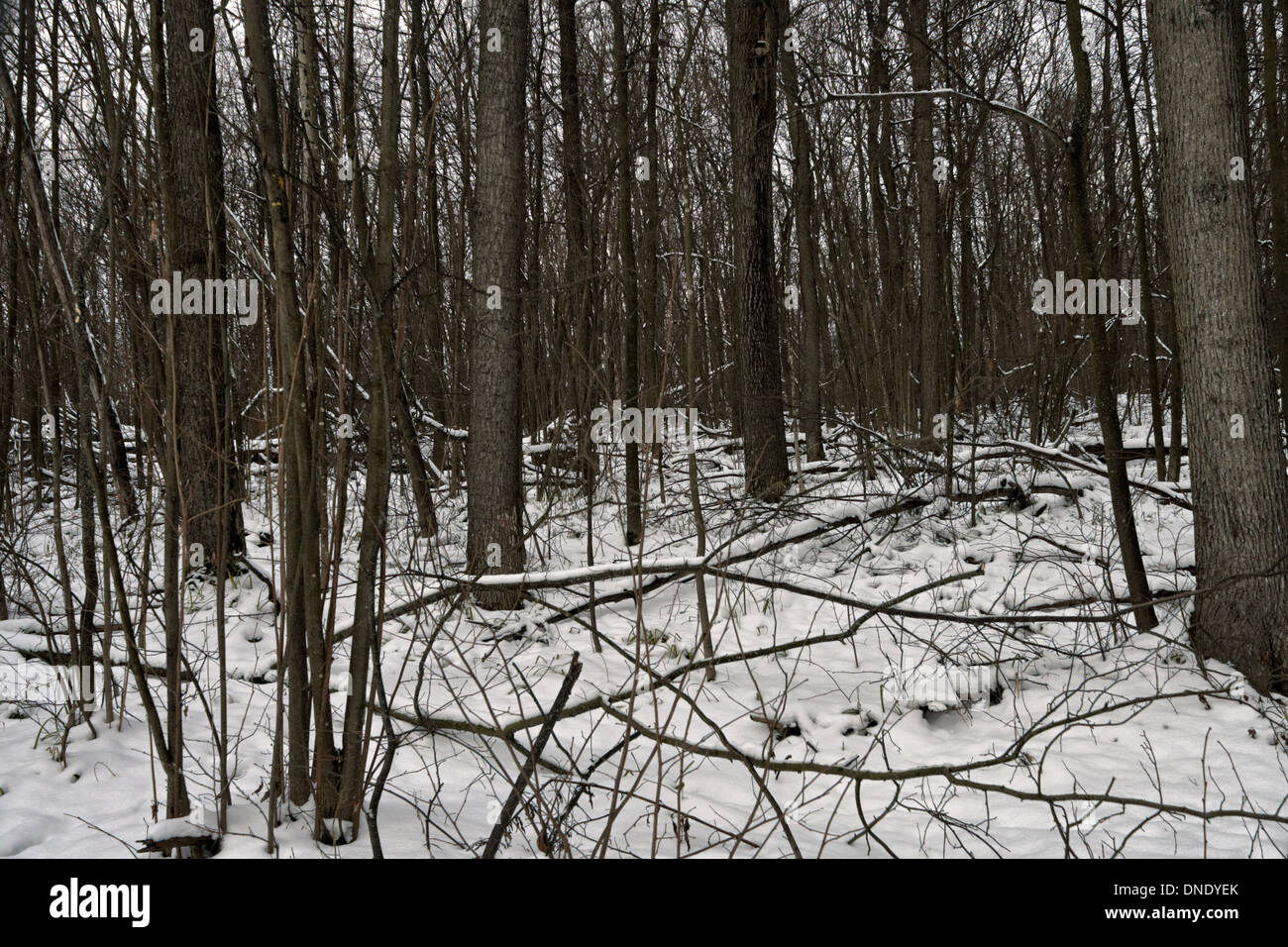 Forêt, froid, glace, paysage, scène non urbaines, neige, arbre, hiver, woods, gel, gelées, scène tranquille, d'aventure, d'origines, Banque D'Images