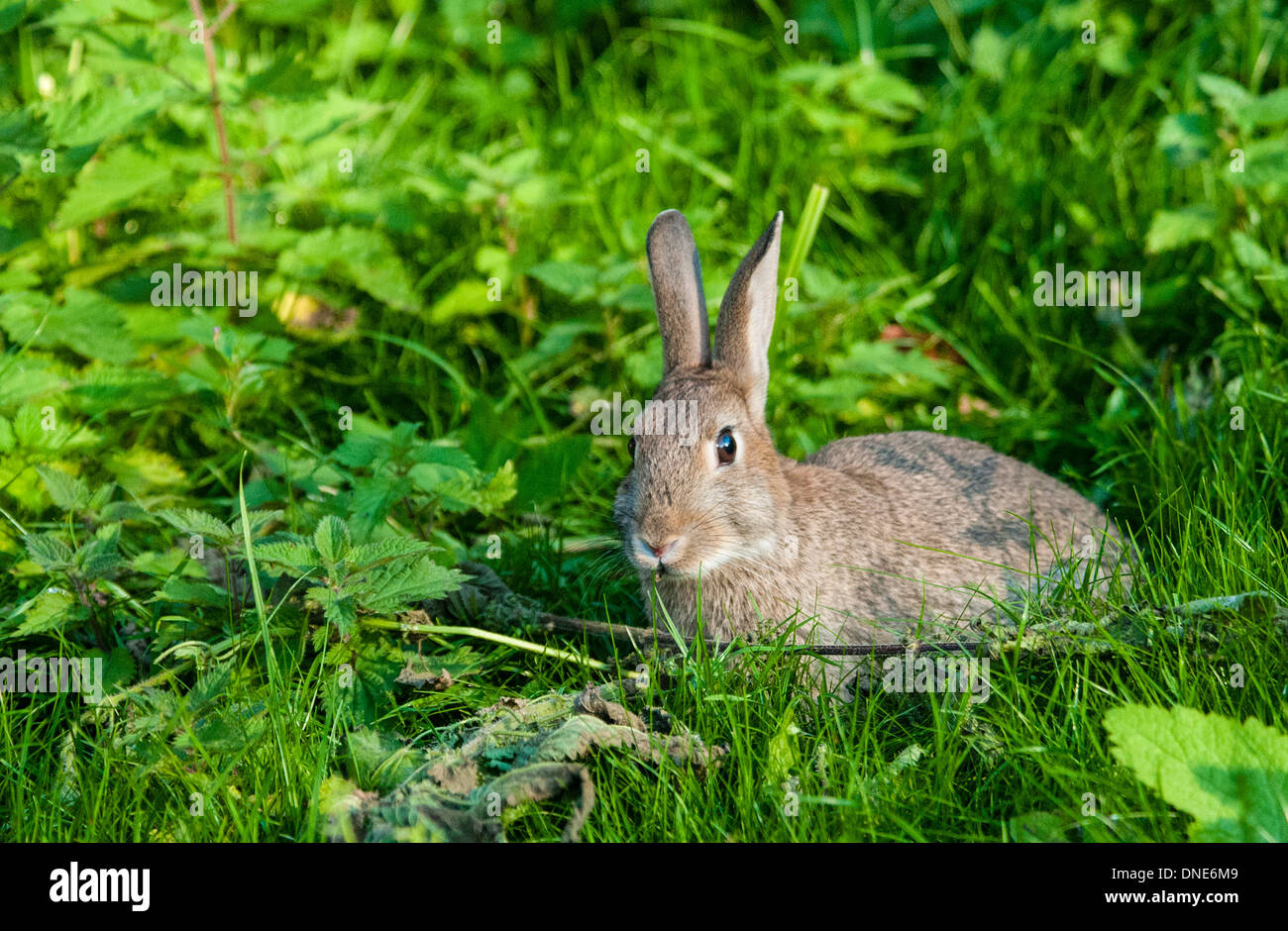 Lapin sauvage couché, à la recherche de gauche, dans le jardin envahi par l'herbe et les ronces. Banque D'Images