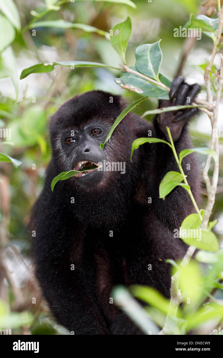 Singe hurleur dans la forêt tropicale du Belize Banque D'Images