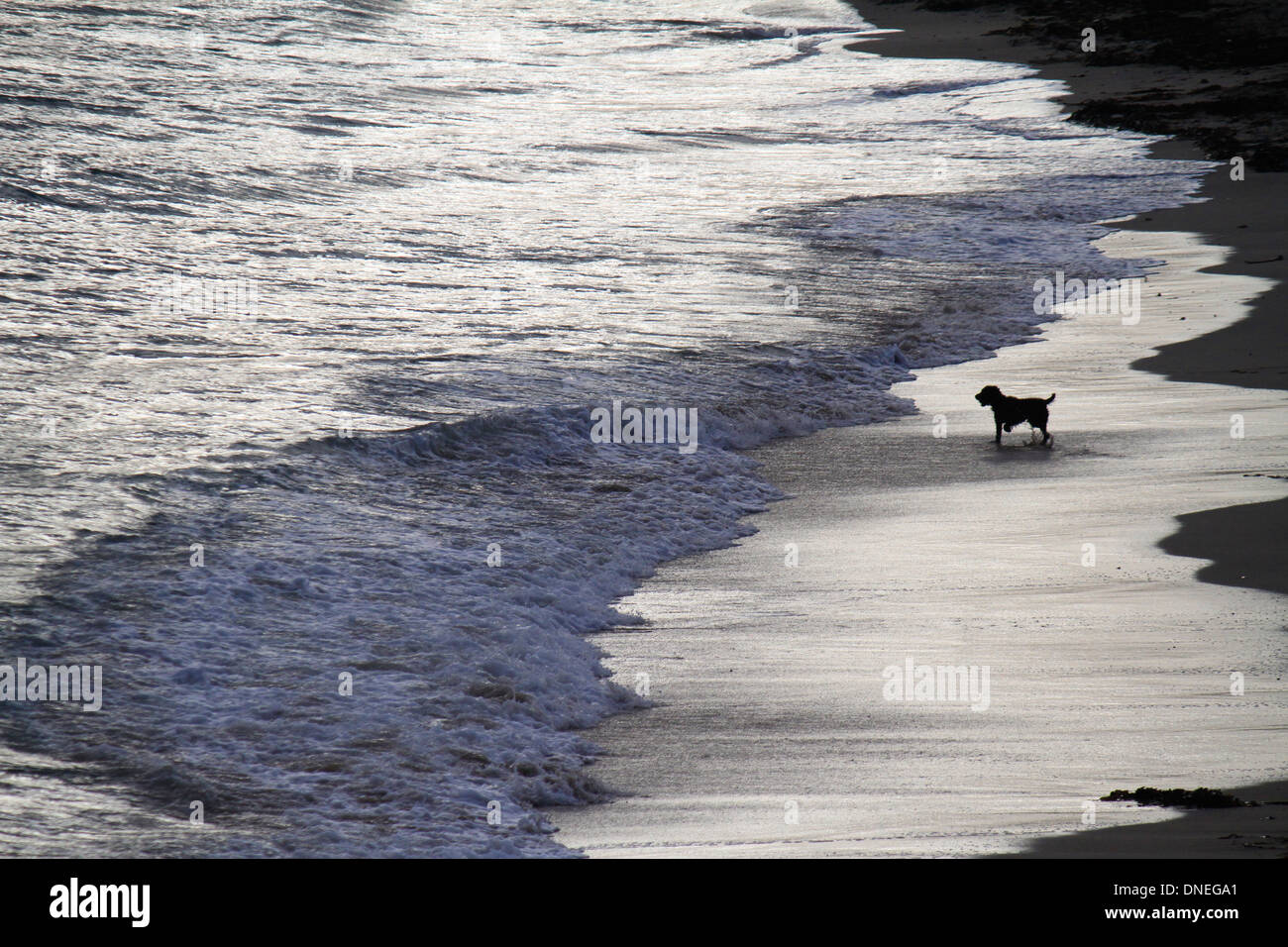 Silhouette de chien sur la plage gyllyngvase, Falmouth, Cornwall Banque D'Images