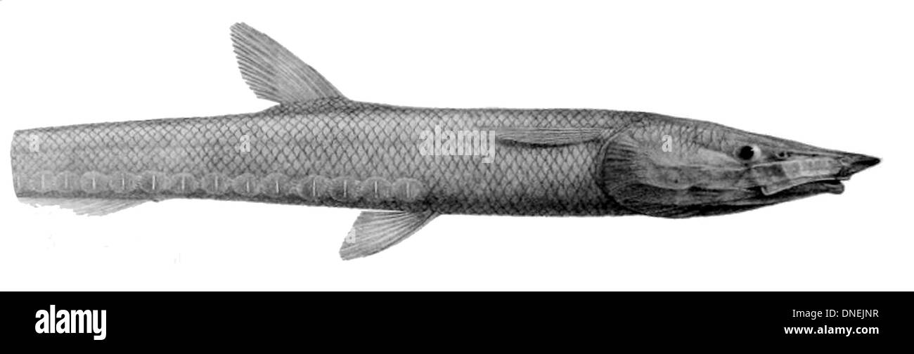 Aldrovandia mediorostris est une espèce de poisson d'eau profonde connue pour sa grande tête et sa structure distinctive de bouche. On le trouve généralement dans les eaux profondes de l'océan Atlantique. Banque D'Images