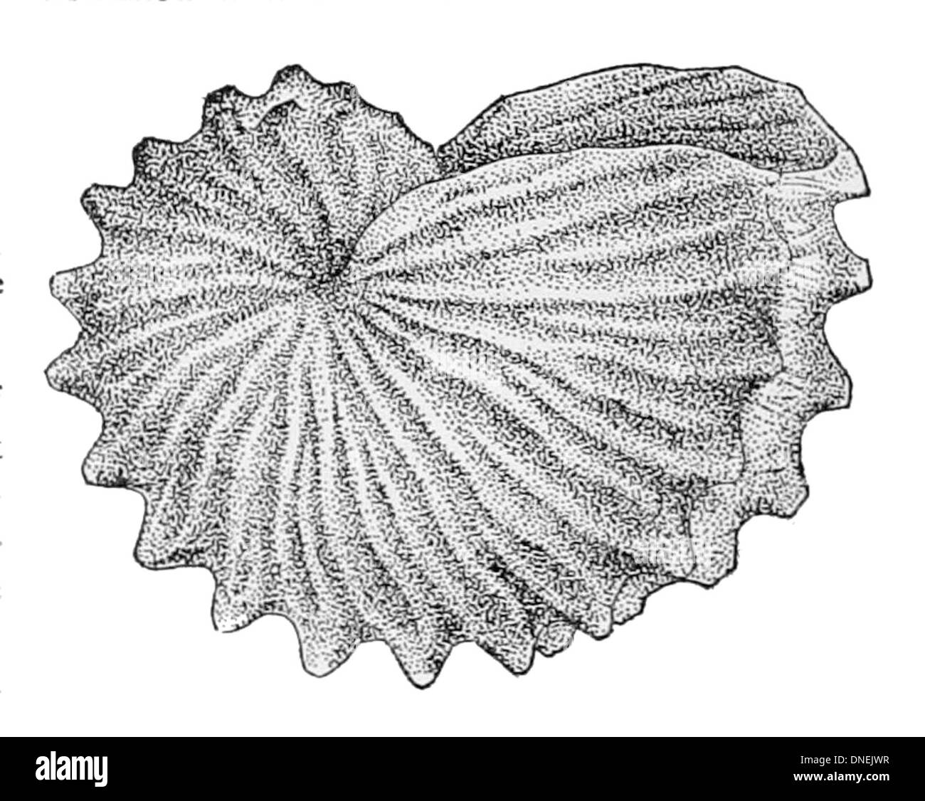 Argonauta Botgeri, également connu sous le nom de livre blanc nautilus, est une espèce de poulpe trouvée dans la mer Méditerranée et l'est de l'océan Atlantique. Les femelles sont remarquables pour leurs coquilles en forme de spirale, minces et en papier, qu'elles sécrètent et utilisent pour la flottabilité et la protection. Les mâles sont beaucoup plus petits et manquent de coquilles. Cette espèce est connue pour son comportement reproductif unique et la coquille distinctive de la femelle. Banque D'Images