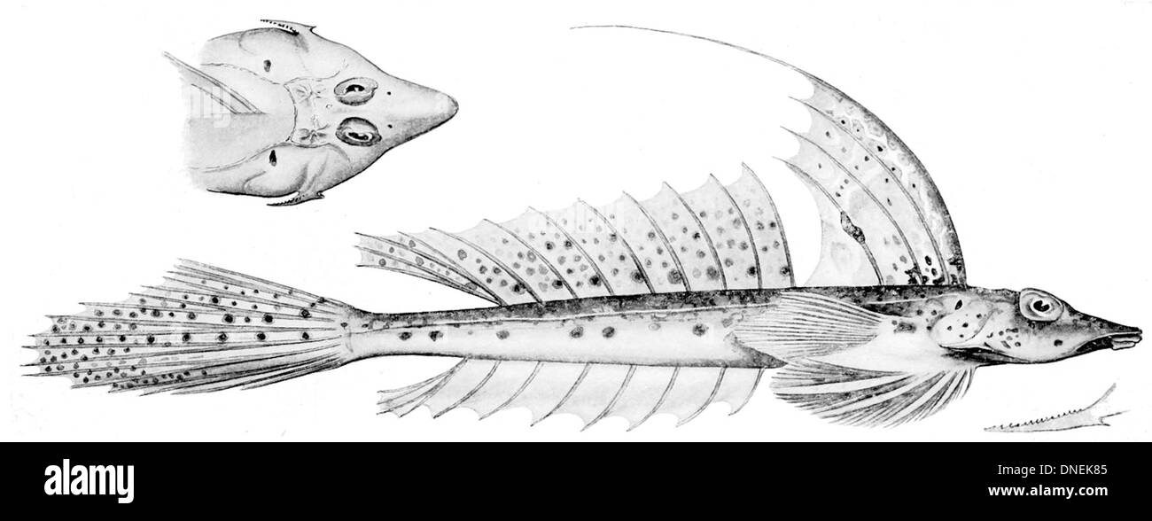 Callionymus grossi, également connu sous le nom de dragonet d'eau profonde, est une espèce de dragonet trouvée dans les eaux profondes de l'océan Atlantique. Il est connu pour son corps coloré et sa structure unique d'aileron. Banque D'Images