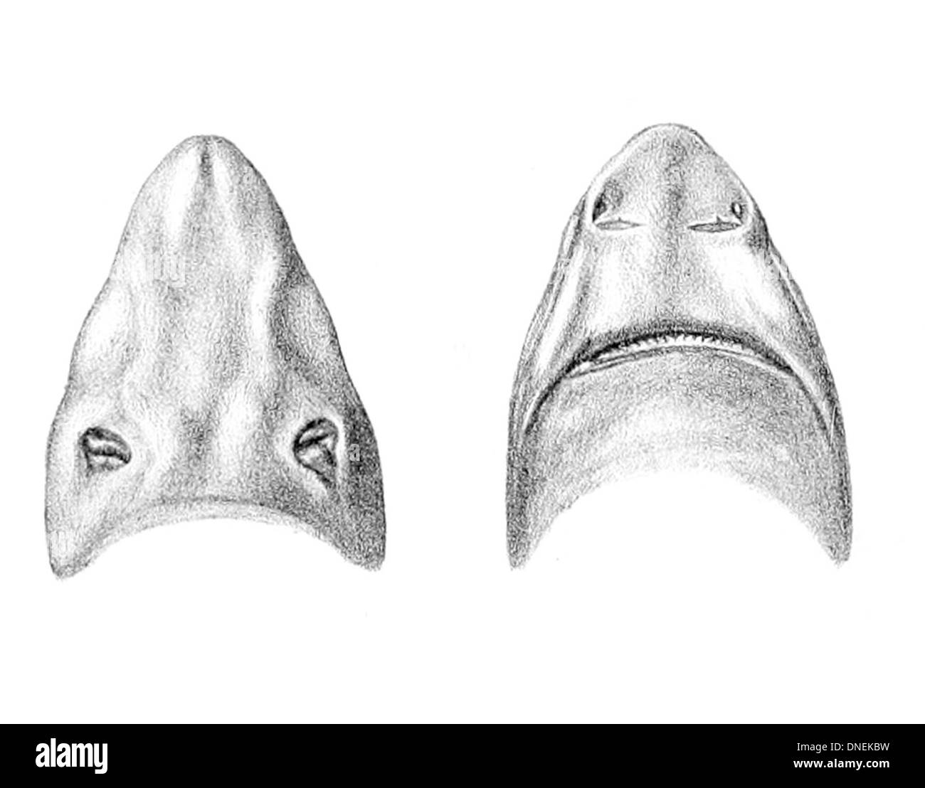 Centrophorus squamosus, connu sous le nom de requin ravageur à l'échelle des feuilles, est une espèce d'aiguillat commun d'eau profonde que l'on trouve dans les régions tropicales et tempérées des trois océans. Il a un museau court et large, une première nageoire dorsale longue et basse, de courtes nageoires pectorales et de grandes denticules rugueuses ressemblant à des feuilles. Sa coloration va du gris foncé au brun chocolat. Cette espèce habite les pentes continentales et les plateaux extérieurs à des profondeurs comprises entre 230 et 1 200 mètres, se nourrissant de poissons et de céphalopodes. Banque D'Images