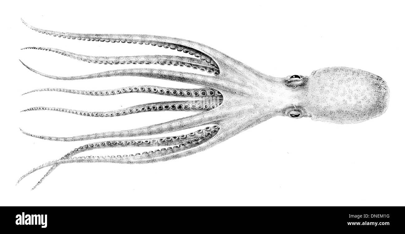 Eledone cirrhosa, également connu sous le nom de poulpe frisé européen, est une espèce de poulpe trouvée dans la mer Méditerranée et le nord-est de l'océan Atlantique. Il a un corps bulbeux et de longs bras, habitant généralement les fonds marins rocheux, où il propage les crustacés et les petits poissons. Banque D'Images