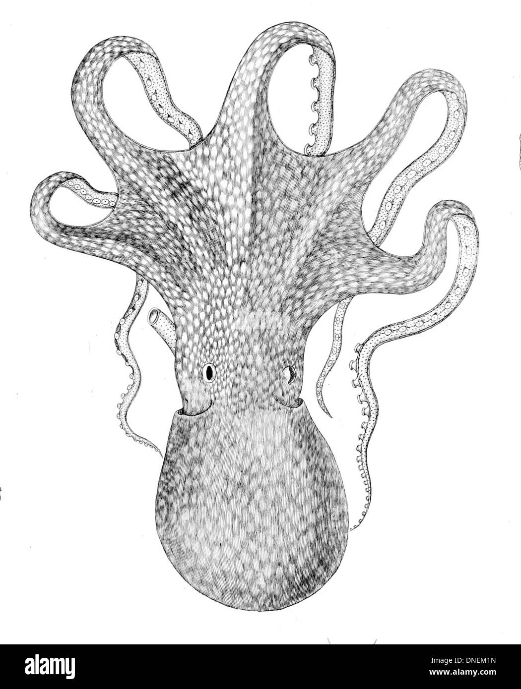 Eledone moschata, connu sous le nom de poulpe musqué, est une espèce de poulpe trouvée dans la mer Méditerranée et l'est de l'océan Atlantique. Reconnaissable par sa texture et sa coloration distinctives de la peau, c'est une espèce benthique, habitant des substrats sablonneux et boueux à différentes profondeurs. Banque D'Images