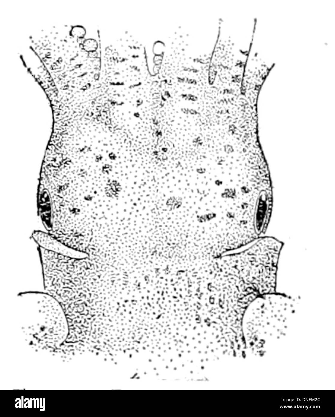 Euprymna scolopes, communément connu sous le nom de calmar hawaïen, est un petit céphalopode originaire de l'océan Pacifique. Il est connu pour sa bioluminescence et sa relation symbiotique avec les bactéries bioluminescentes, qui l'aident à se camoufler dans son environnement. Banque D'Images