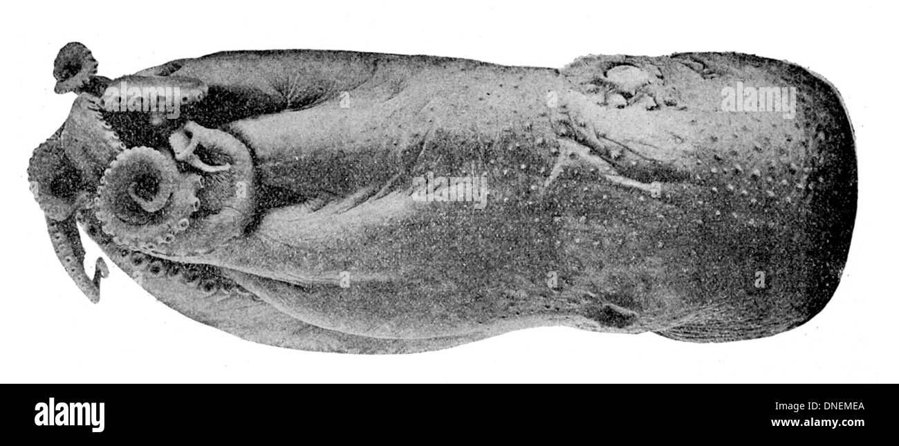 Graneledone verrucosa est une espèce de poulpe trouvée dans les eaux profondes de la Méditerranée et de l'Atlantique est. Il se caractérise par sa peau bosselée et sa grande taille pour une pieuvre. Banque D'Images