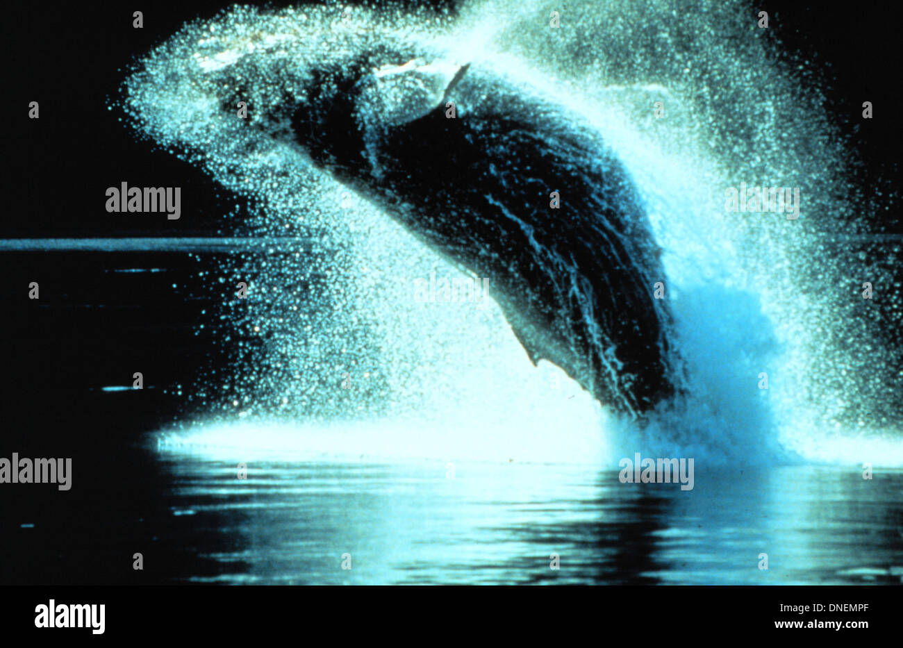 La baleine à bosse est un grand mammifère marin connu pour ses brèches acrobatiques et ses chants complexes. Il migre sur de longues distances entre les aires d'alimentation dans les eaux froides et les aires de reproduction dans les climats plus chauds. Cette espèce est connue pour ses longues nageoires pectorales et sa forme à bosse. Banque D'Images