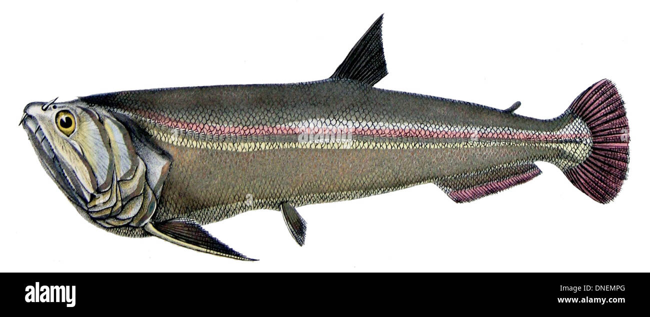 Hydrolycus scomberoides, connu sous le nom de tucunare, est une espèce de poisson prédateur trouvée dans les bassins fluviaux de l'Amazonie et de l'Orénoque. Il est connu pour ses dents tranchantes et son comportement alimentaire agressif. Banque D'Images Hydrolycus scomberoides, connu sous le nom de tucunare, est une espèce de poisson prédateur trouvée dans les bassins fluviaux de l'Amazonie et de l'Orénoque. Il est connu pour ses dents tranchantes et son comportement alimentaire agressif. Banque D'Images