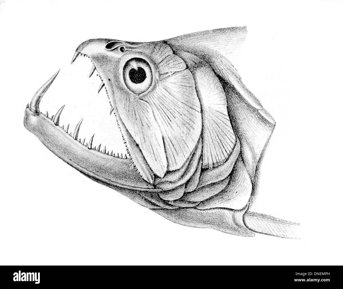 Hydrolycus scomberoides, communément appelé poisson loup, est une espèce prédatrice que l'on trouve dans les rivières sud-américaines. Il est reconnu pour ses dents tranchantes et son corps allongé. Banque D'Images Hydrolycus scomberoides, communément appelé poisson loup, est une espèce prédatrice que l'on trouve dans les rivières sud-américaines. Il est reconnu pour ses dents tranchantes et son corps allongé. Banque D'Images