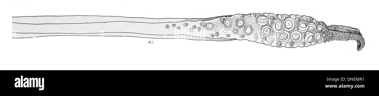 Le tentacule d'Illex illecebrosus, également connu sous le nom de calmar côtier à nageoires longues, une espèce trouvée dans l'ouest de l'océan Atlantique. Il est caractérisé par de longs tentacules minces utilisés pour capturer des proies. Ce calmar se trouve couramment dans les eaux peu profondes, souvent près de la côte, et est une espèce importante pour la pêche commerciale et récréative. Banque D'Images