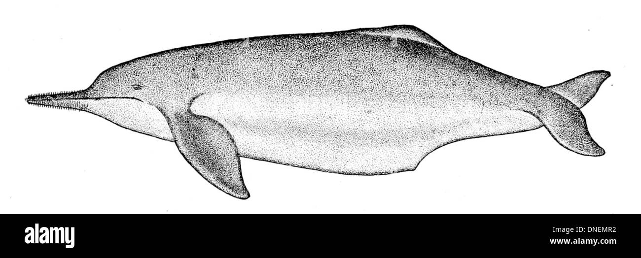 Inia geoffrensis, le dauphin de l'Amazone, est une espèce d'eau douce que l'on trouve dans les bassins de l'Amazone et de l'Orénoque. Connue pour sa coloration rose et sa haute intelligence, c'est une espèce menacée. Banque D'Images