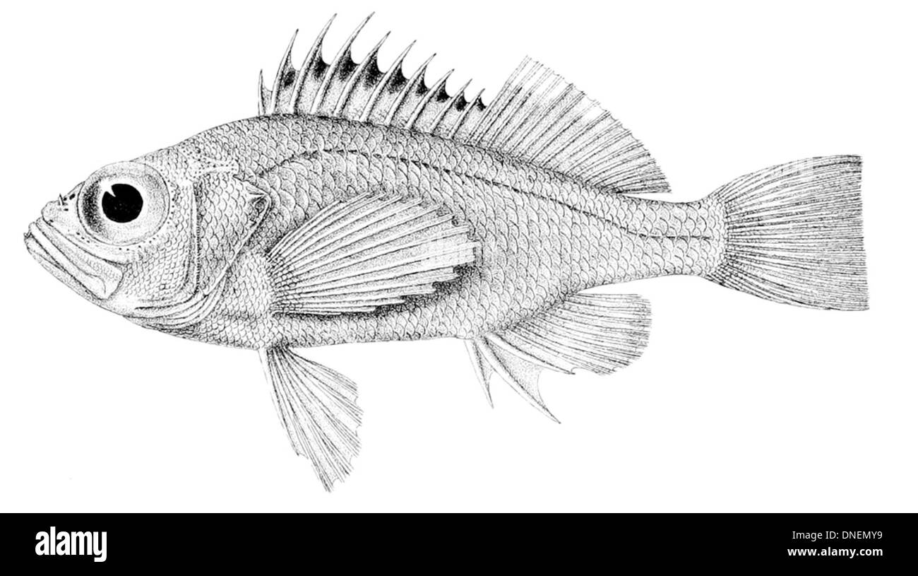 Lepidoperca coatsii est une espèce de poissons marins que l'on trouve dans les eaux tropicales de l'Indo-Pacifique. Il est reconnu pour sa coloration frappante et fait partie de la famille des Serranidae. Banque D'Images