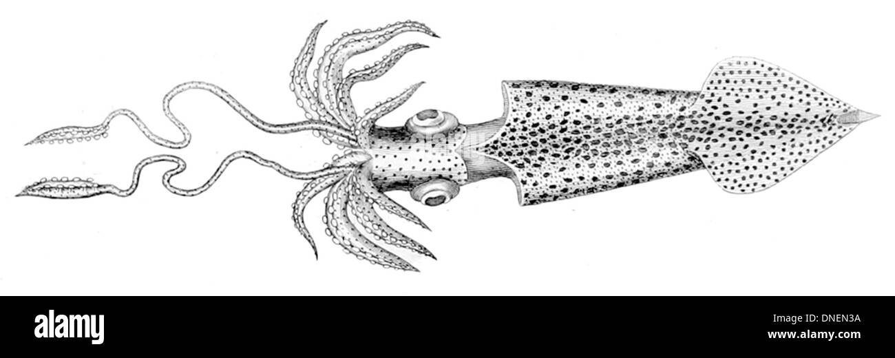 Loligo subulata, communément appelé calmar à nageoires cunéiformes, est une espèce de céphalopode trouvée dans les océans Méditerranée et Atlantique est. Il se caractérise par son corps élancé et sa forme distinctive d'aileron. Banque D'Images
