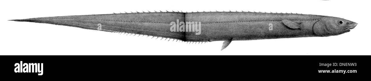 Polyacanthonotus rissoanus, communément connu sous le nom de searobin de Risso, est une espèce de poisson libellule originaire des eaux européennes. Banque D'Images