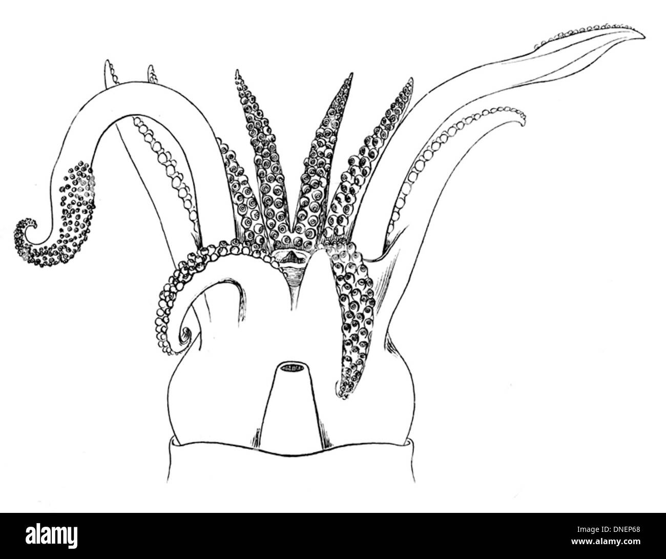 Rossia glaucopis, communément appelé seiche pâle, a une structure buccale spécialisée adaptée à son régime carnivore. Il est reconnu pour sa capacité à changer rapidement de couleur et son corps court et ovale. Banque D'Images