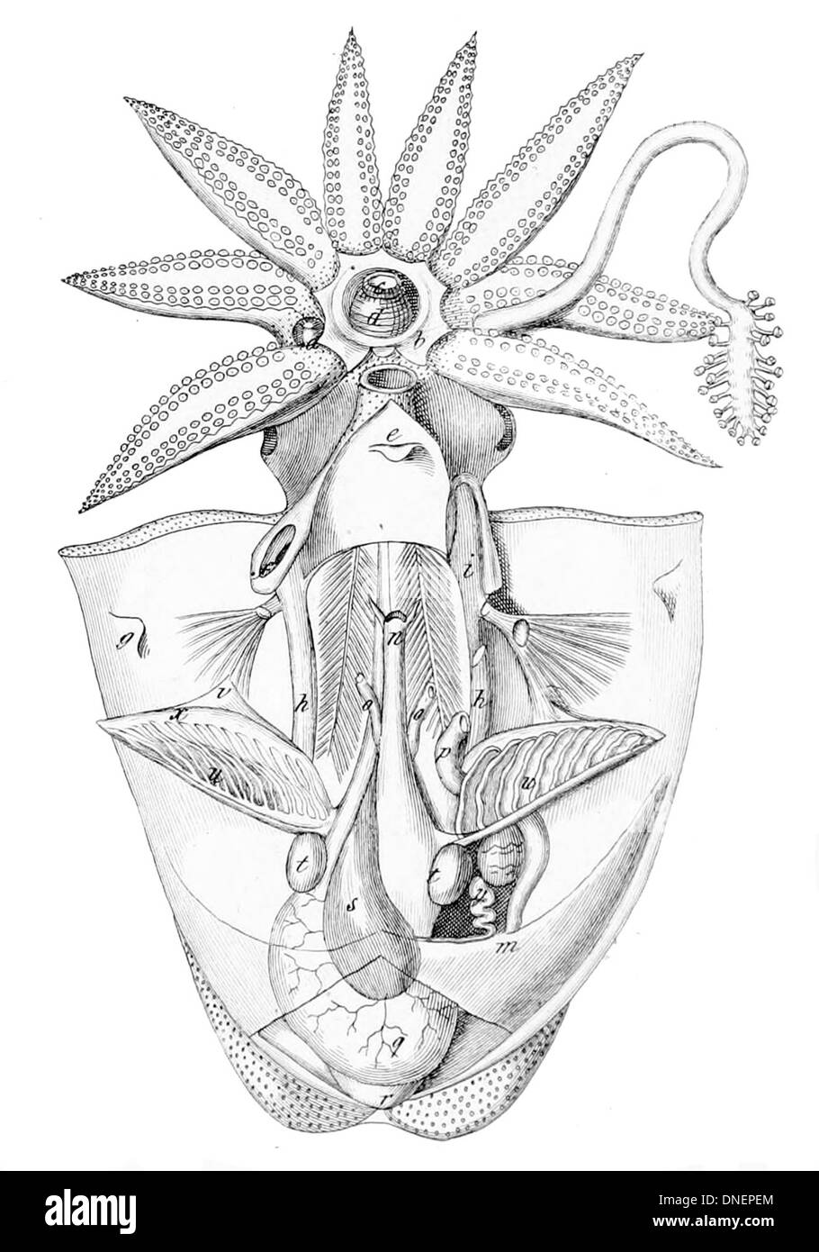 Le sépia officinalis, également connu sous le nom de seiche commune, est une espèce importante de céphalopodes. Le spécimen disséqué révèle son anatomie interne complexe, y compris la structure unique de sa coquille interne (seiche), de ses branchies et de son système digestif. Banque D'Images