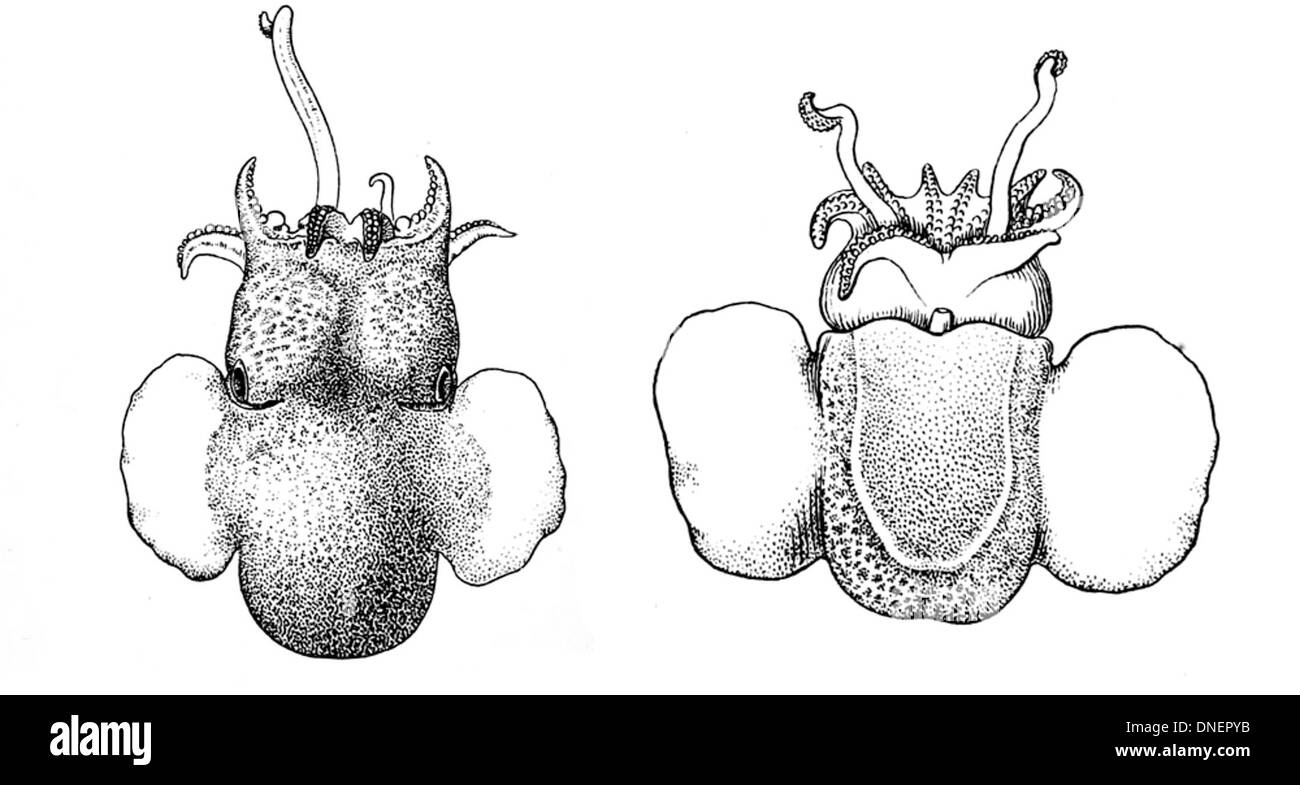 Stoloteuthis leucoptera, communément connu sous le nom de calmar à queue cylindrique papillon, est une espèce trouvée dans l'océan Atlantique, la mer Méditerranée et le sud-ouest de l'océan Indien. Il se caractérise par son corps transparent et ses propriétés bioluminescentes. Banque D'Images