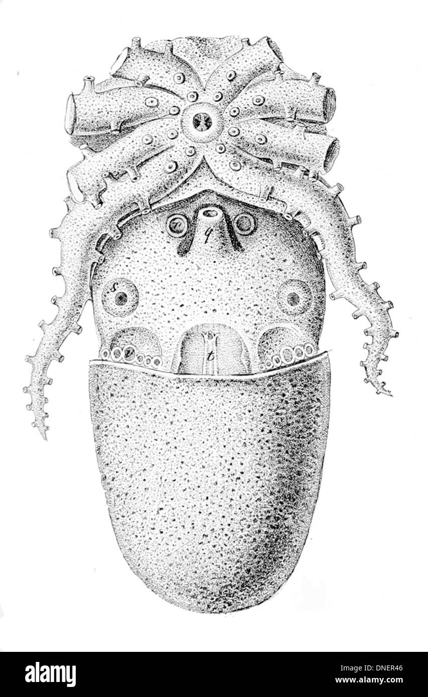 Tremoctopus violaceus, également connu sous le nom de poulpe de couverture, est une espèce de poulpe trouvée en pleine mer. Il est connu pour sa grande taille et l'affichage spectaculaire de ses bras palmés, utilisés pour la défense. Banque D'Images