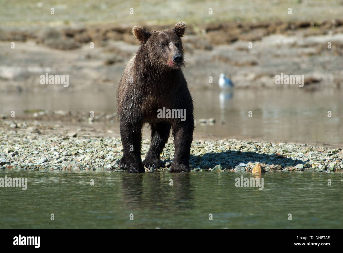Ours brun avec du sang de la bouche de manger du saumon, Kinak Bay, Katmai NP. Alaska Banque D'Images