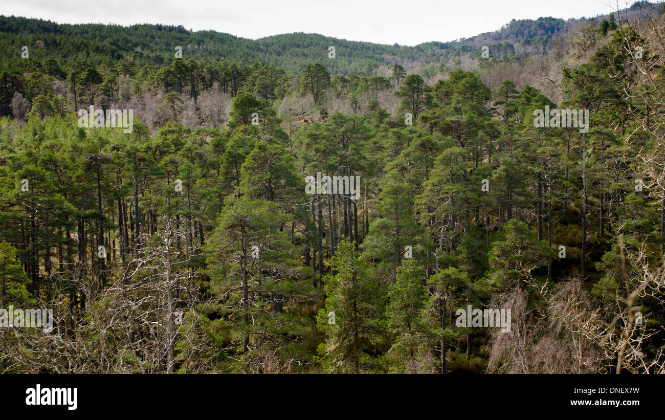 Vue Portrait de forêt dans la région de Glen Affric, Ecosse. Banque D'Images