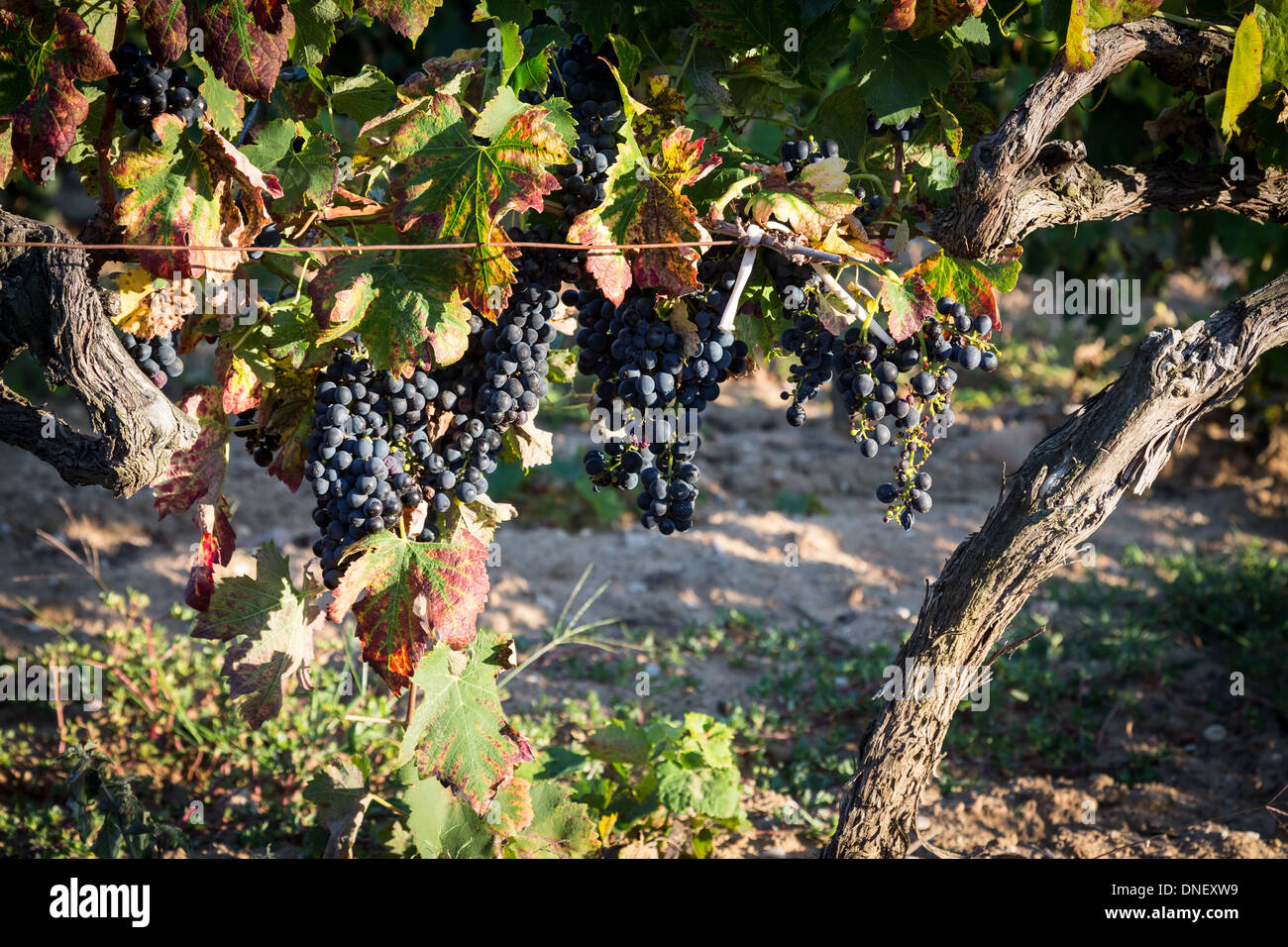 Côtes du Vivarais, Vallon-Pont-d'Arc, France. L'Europe. De plus en plus rouge de raisins sur la vigne dans la lumière du soleil. Banque D'Images
