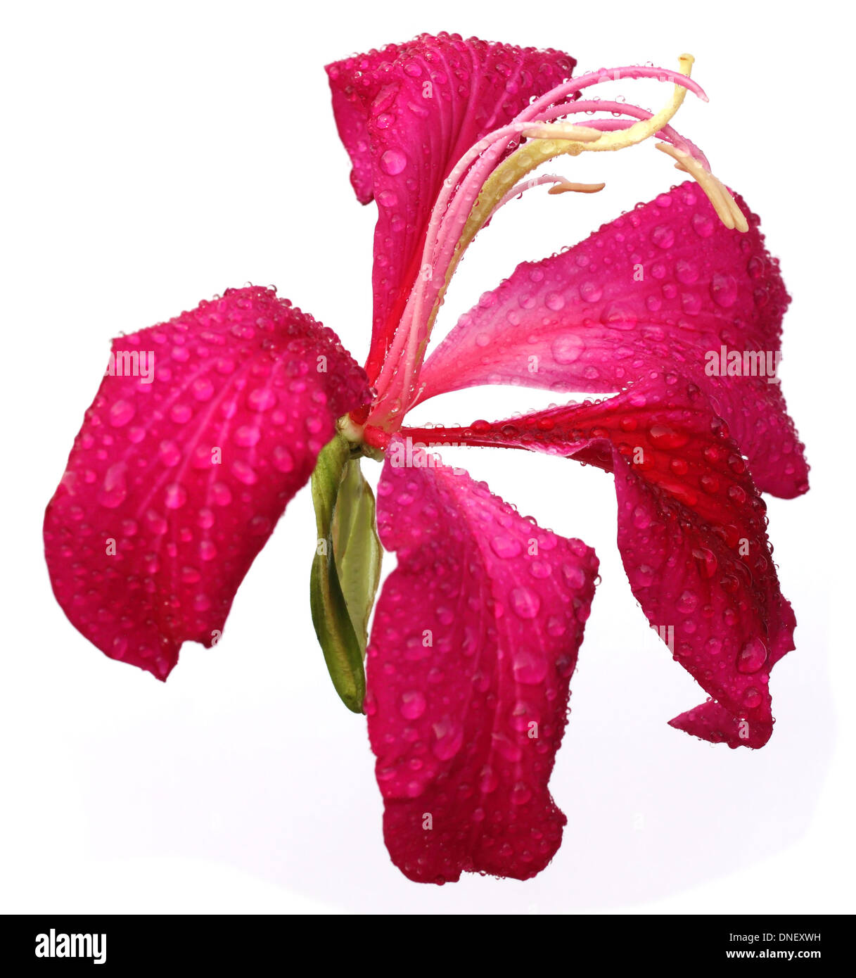 Fleur rouge Variegata ou Kanchon sur fond blanc Banque D'Images