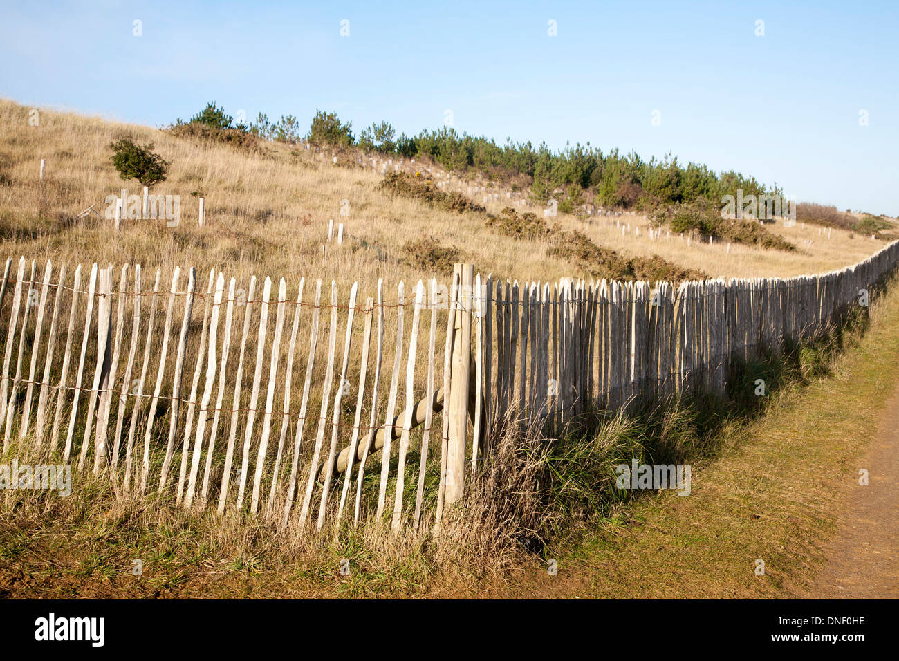 Clôture en bois du régime de conservation des dunes de sable, de Sizewell à Woodbridge, Suffolk, Angleterre Banque D'Images